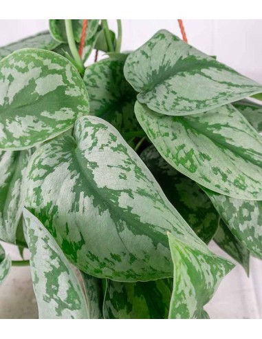 Scindapsus silvery splash