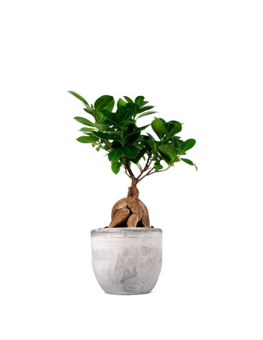 Ficus Ginseng