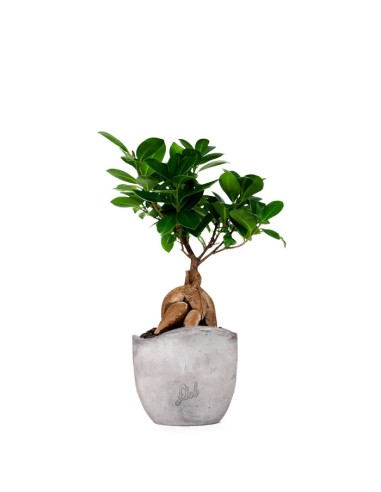 Ficus Ginseng