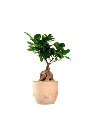 Ficus Ginseng