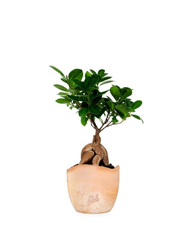 Ficus Ginseng