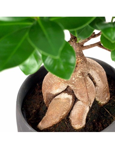 Ficus Ginseng