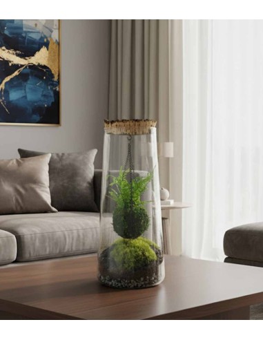 Kokedama in terrario