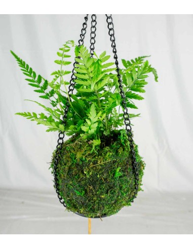 Kokedama in terrario