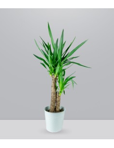 Pianta di Yucca | 80 cm