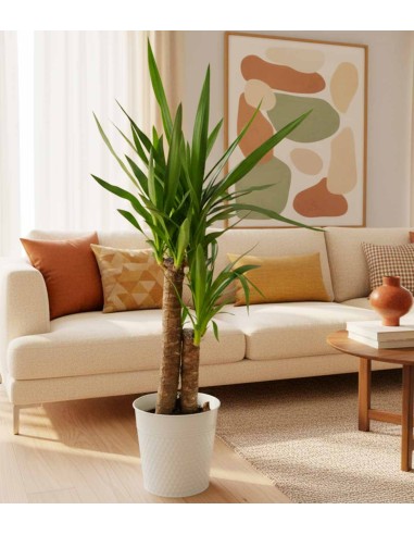 Pianta di Yucca | 80 cm