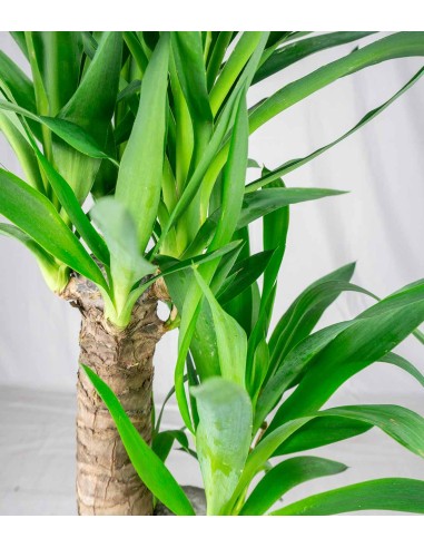 Pianta di Yucca | 80 cm