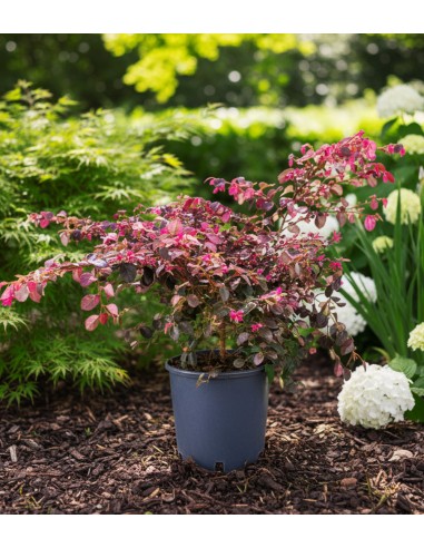 Loropetalum (Loropetalo) – Pianta...