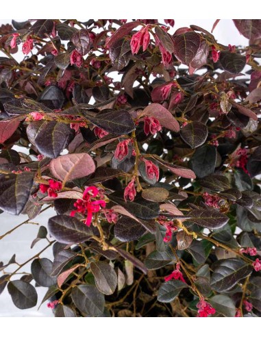 Loropetalum (Loropetalo) – Pianta...