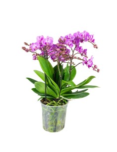 Phalaenopsis Bellissimo