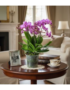 Phalaenopsis Bellissimo 2