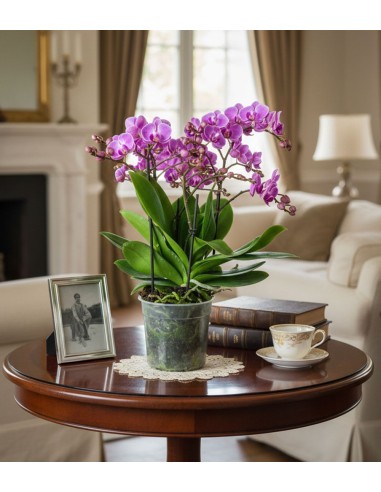 Phalaenopsis Bellissimo