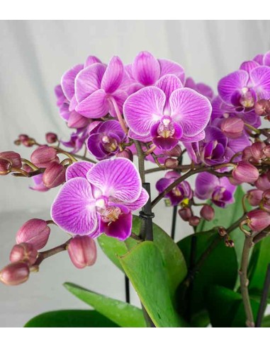 Phalaenopsis Bellissimo