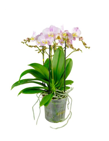 Phalaenopsis Bellissimo