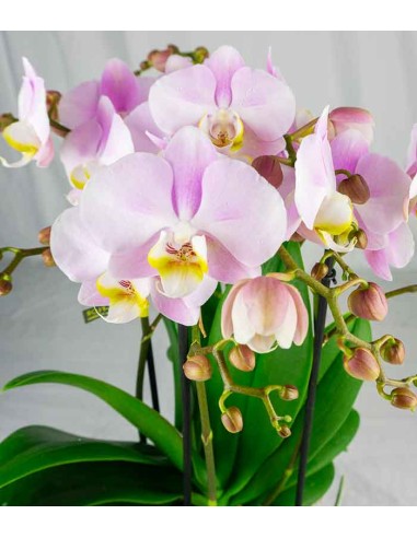 Phalaenopsis Bellissimo