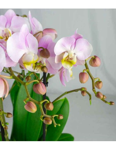 Phalaenopsis Bellissimo