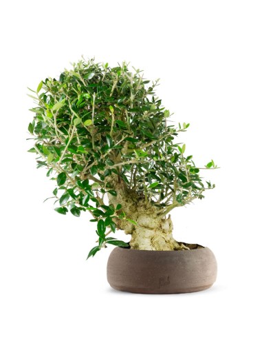 Olivastro Esemplare 1.  17 anni