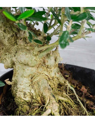 Olivastro Esemplare 1.  17 anni