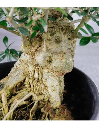 Olivo Europeo Esemplare 1. 19 anni