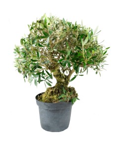 Olivo Esemplare 17 anni