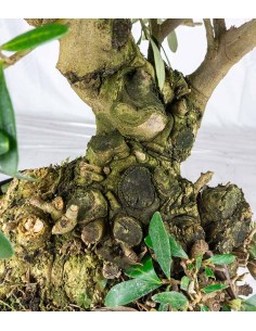 Olivo Esemplare 17 anni 2