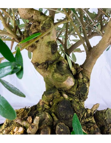 Olivo Esemplare 17 anni