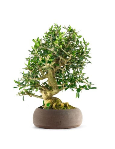 Olivastro esemplare 2. 10 anni