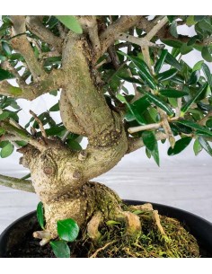 Olivastro esemplare 2. 10 anni 2