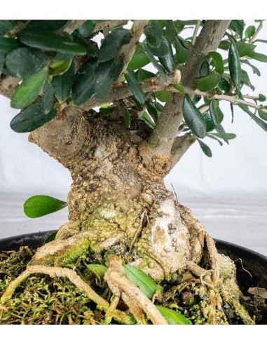 Olivastro esemplare 2. 10 anni
