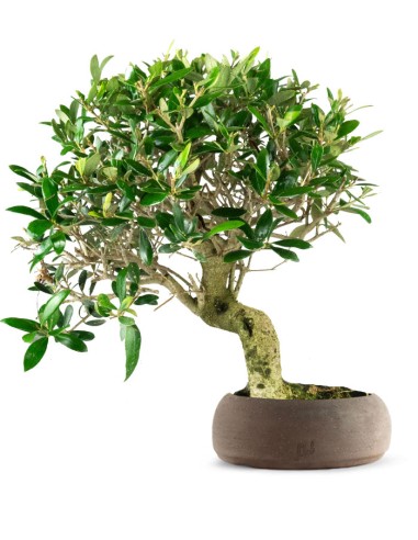 Olivo esemplare 2. 10 anni