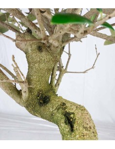 Olivo esemplare 2. 10 anni 2