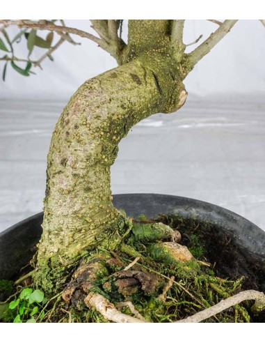 Olivo esemplare 2. 10 anni