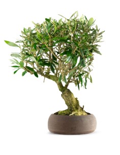 Olivo Esemplare 5. 12 anni