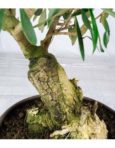 Olivo Esemplare 5. 12 anni