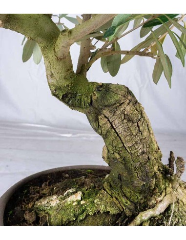 Olivo Esemplare 5. 12 anni