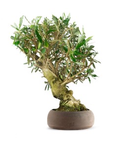 Olivo Esemplare 3. 14 anni