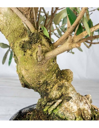 Olivo Esemplare 3. 14 anni