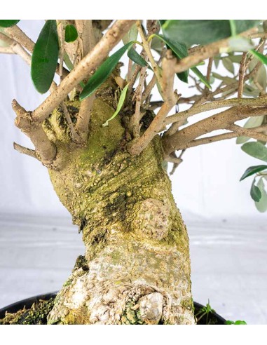 Olivo Esemplare 3. 14 anni