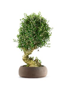 Olivastro Esemplare 12 anni