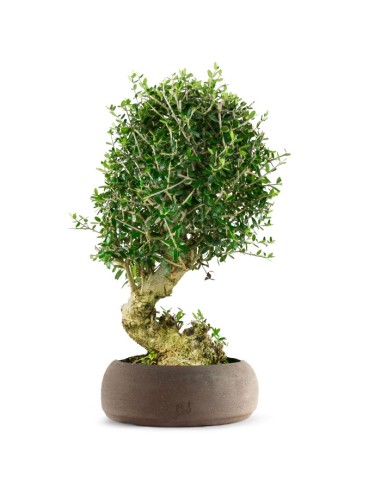 Olivastro Esemplare 12 anni