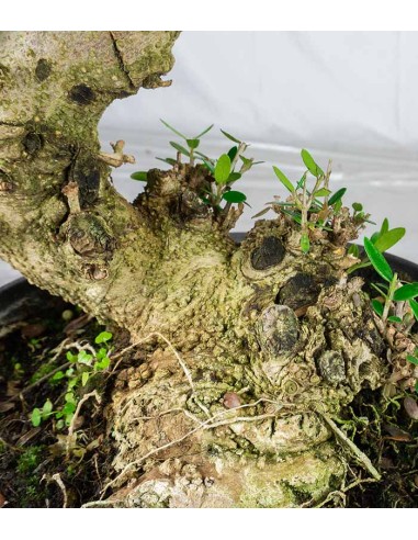 Olivastro Esemplare 12 anni