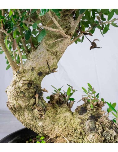 Olivastro Esemplare 12 anni