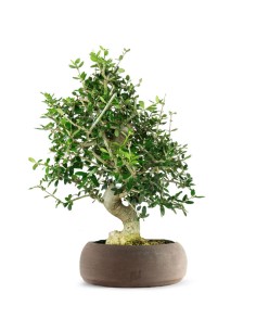 Olivastro esemplare 10 anni