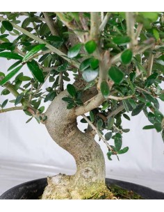 Olivastro esemplare 10 anni 2