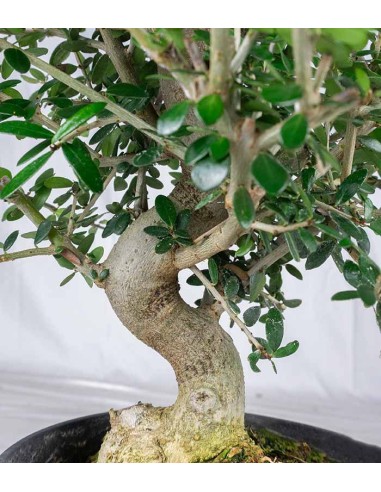 Olivastro esemplare 10 anni