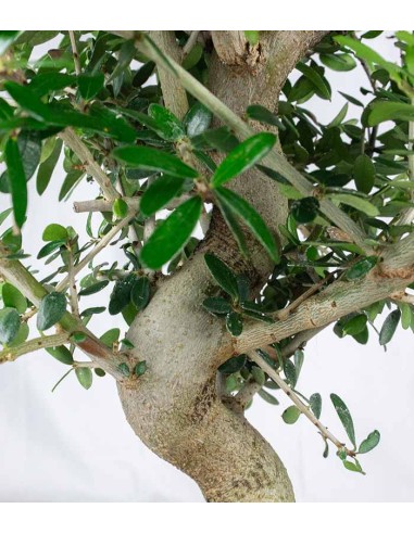 Olivastro esemplare 10 anni