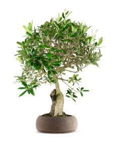 Olivo esemplare 1 | bonsai...
