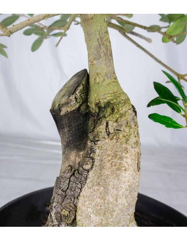 Olivo esemplare 1 | bonsai 12 anni