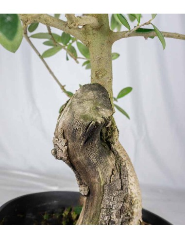 Olivo Esemplare 1. 12 anni