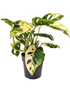 Filodendro Monkey Mask...